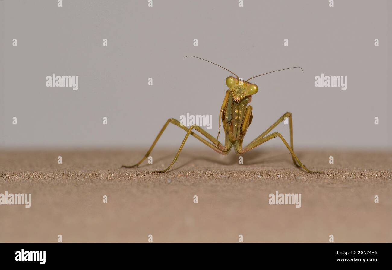 Mantis de prière dansante Banque D'Images