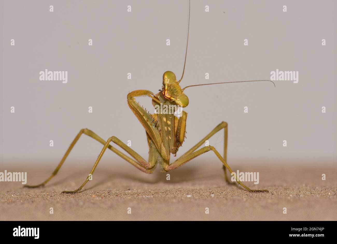 Mantis de prière dansante Banque D'Images