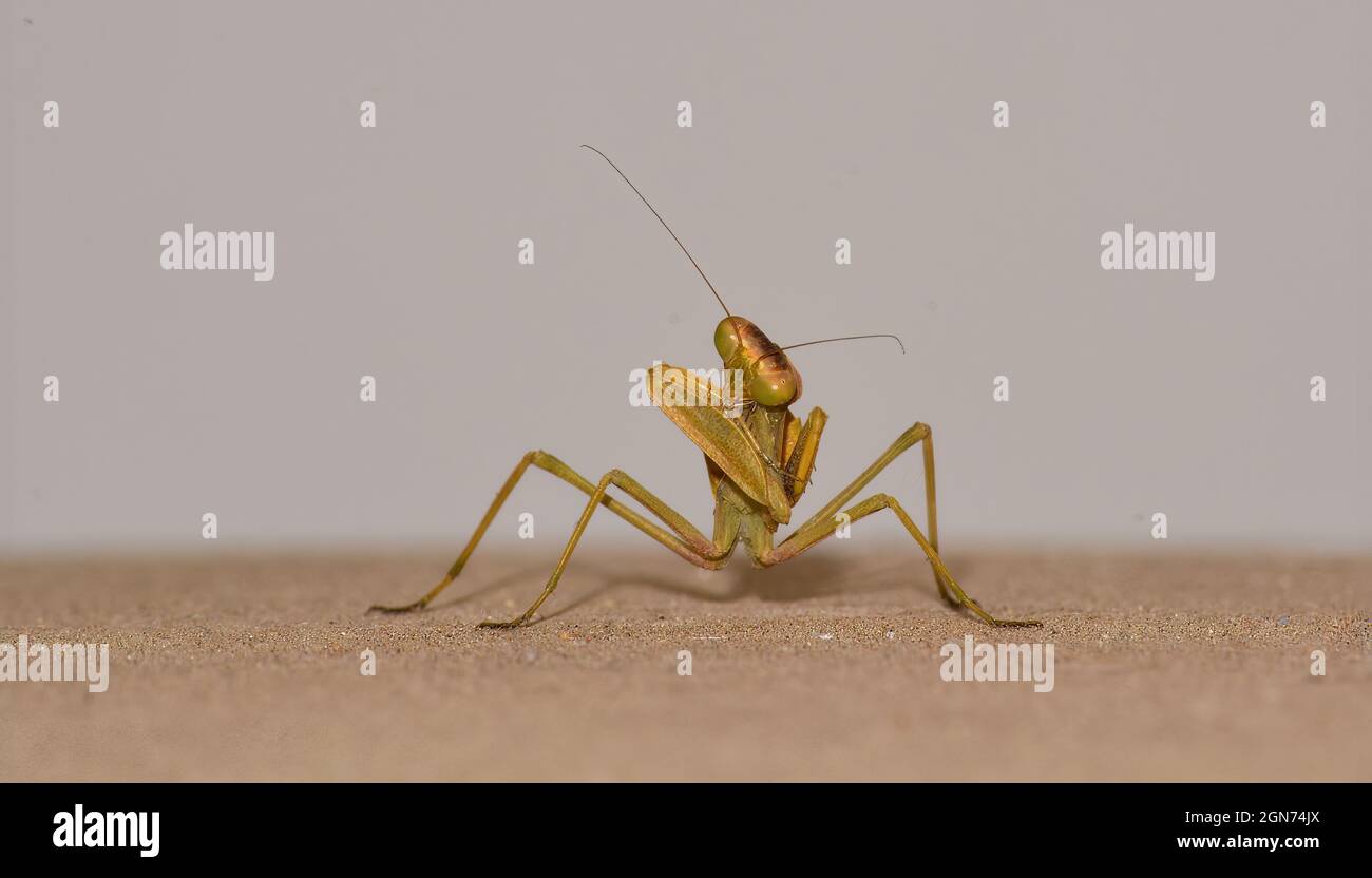 Mantis de prière dansante Banque D'Images