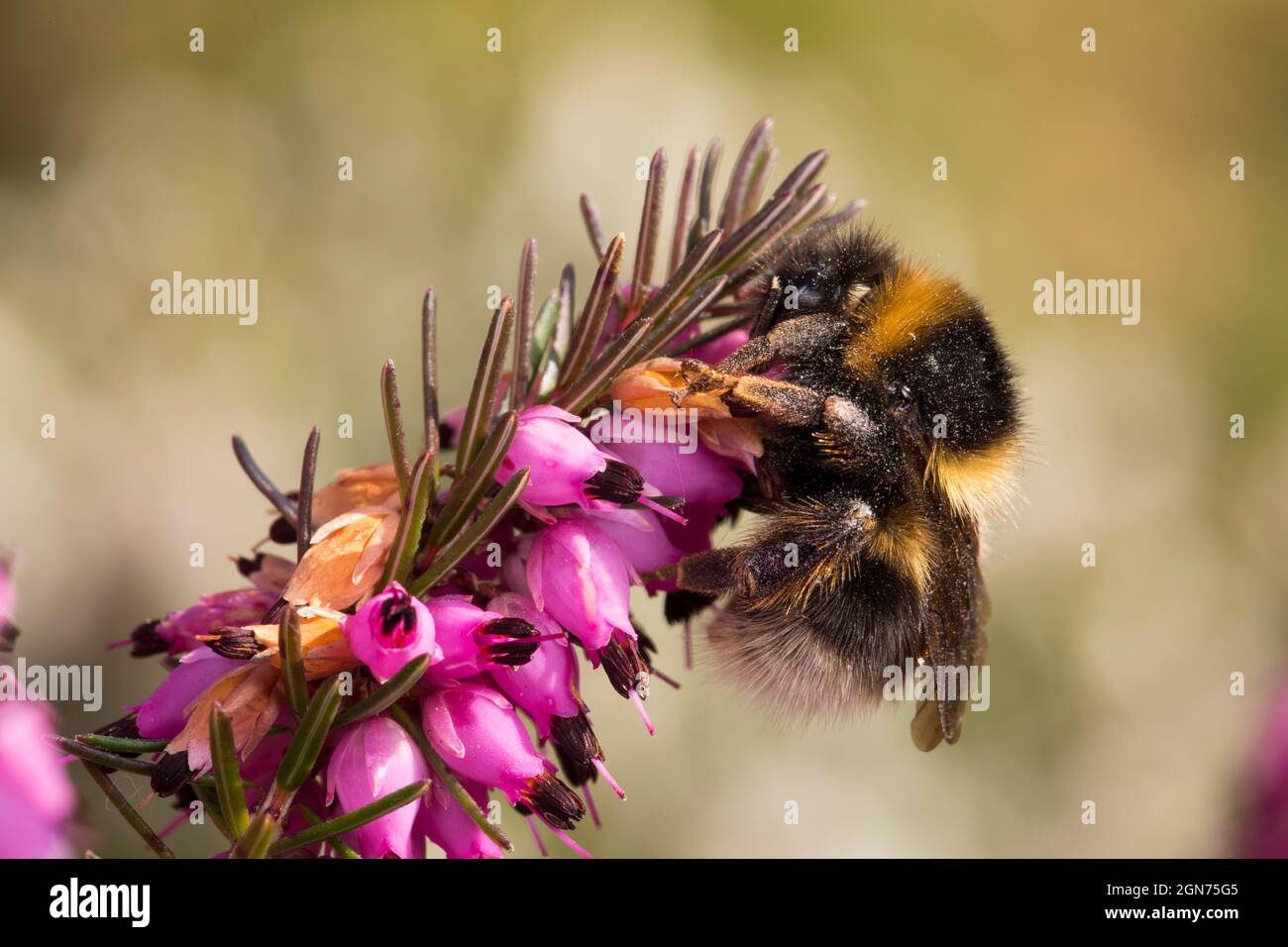 Heath Bumblebee (Bombus jonellus) Reine se nourrissant d'Erica X darlyensis dans un jardin au début du printemps. Powys, pays de Galles. ROYAUME-UNI. Banque D'Images