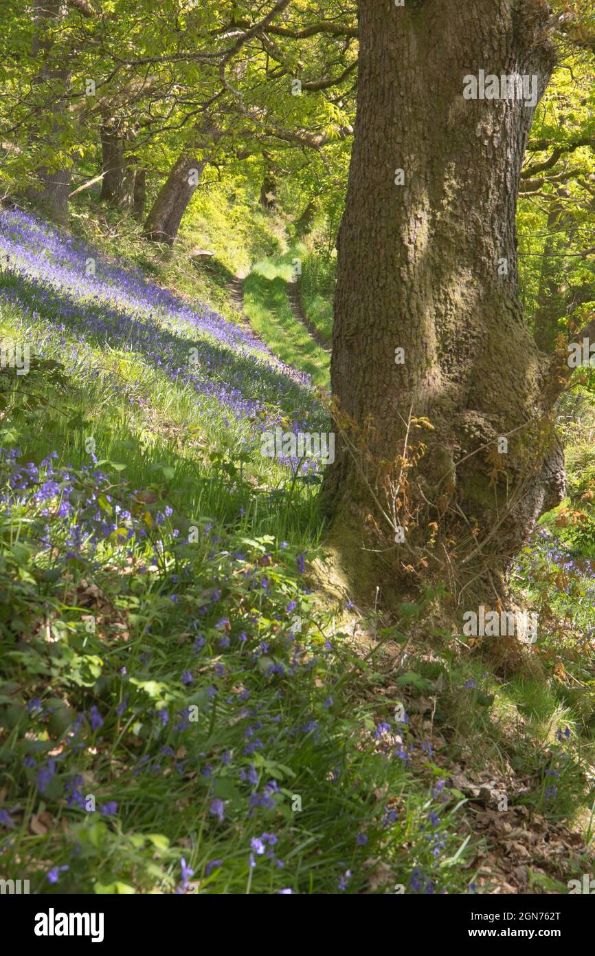 Bluebells (Hyacinthoides non-scripta) floraison dans un bois de chêne. Powys, Pays de Galles. Mai. Banque D'Images