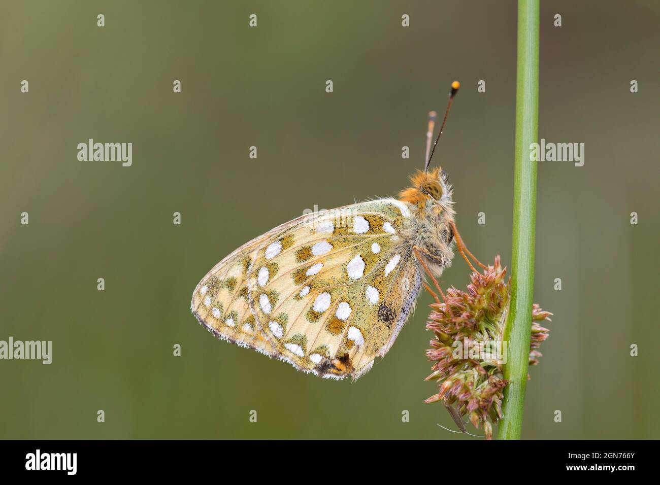 Vert foncé Fritlaary (Speyeria aglaja) papillon adulte en roosting sur une tige de pointe. Powys, pays de Galles. Juin. Banque D'Images