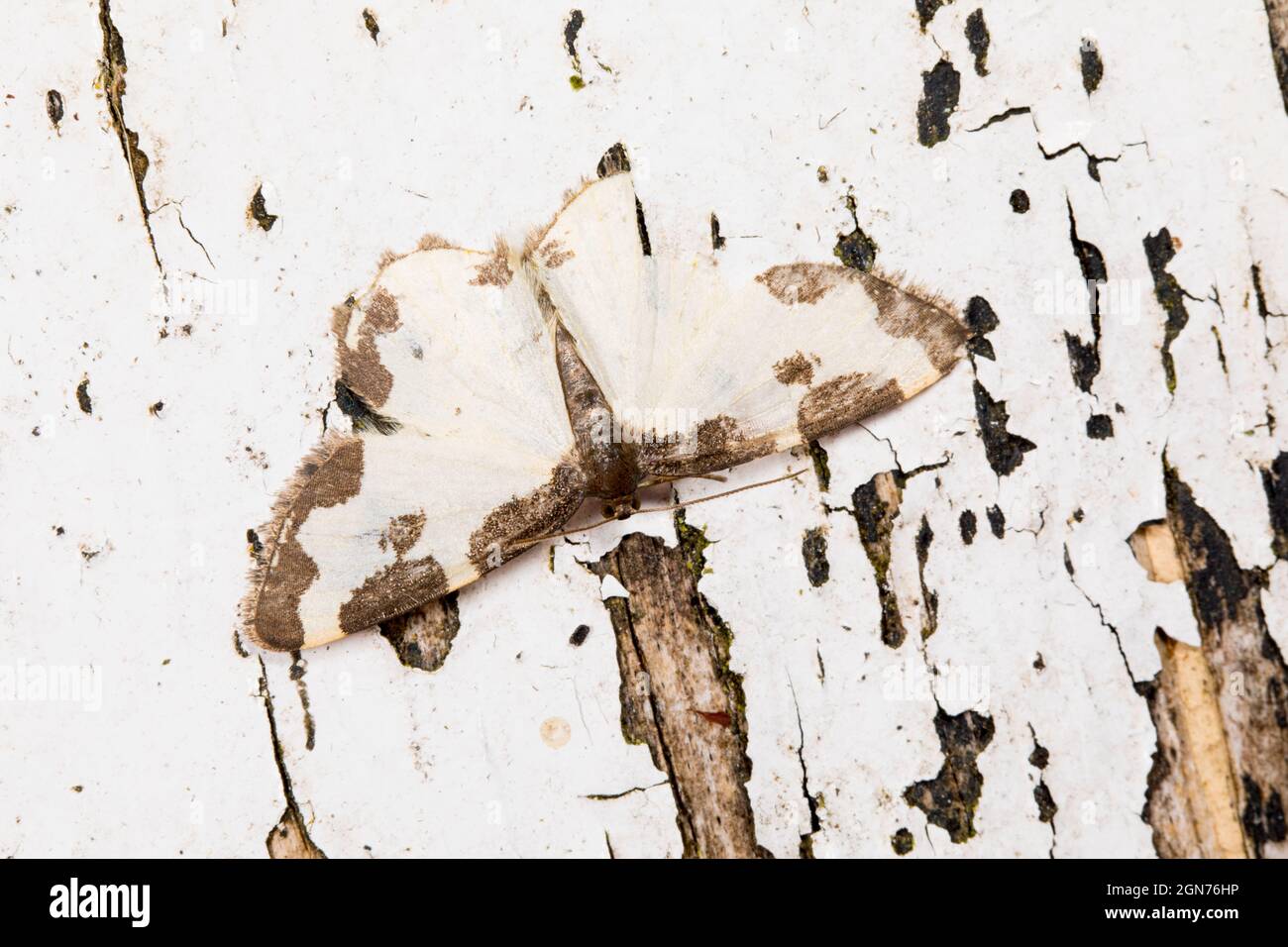 Papillon des papillons (Lomaspilis marginata) adulte reposant sur une peinture blanche écaillée. Powys, pays de Galles. Juin. Banque D'Images