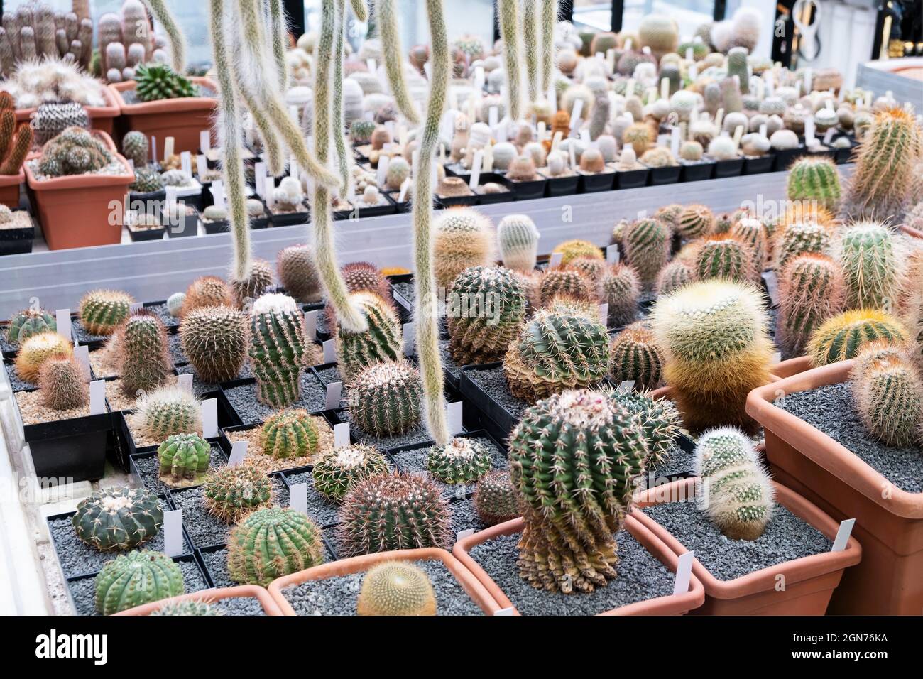 Variété de cactus. Magnifique fond vert de plantes succulentes décoratives  aux couleurs neutres Photo Stock - Alamy
