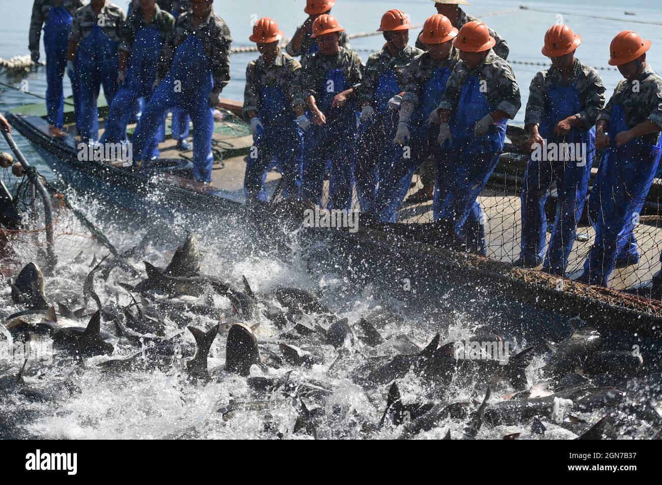 Lac Qiandao dans le comté de Chun'an, province de Zhejiang en Chine orientale, 23 septembre 2021. Les travailleurs récoltent des poissons avec un énorme filet de pêche du lac Qiandao, dans le comté de Chun'an, dans la province de Zhejiang en Chine orientale, le 23 septembre 2021. (Xinhua/Huang Zongzhi) Credit: Xinhua/Alay Live News Banque D'Images