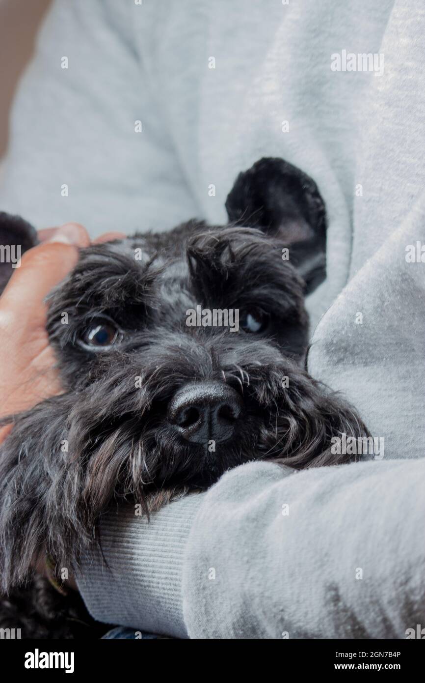 Gros plan d'un chiot regardant vers l'appareil photo pendant que la main d'un homme touche sa tête et ses oreilles d'une manière amusante et amusante. Concept animal. Banque D'Images