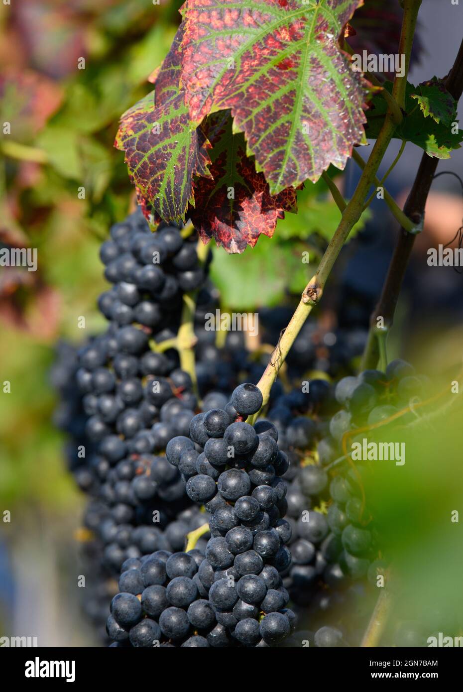 23 septembre 2021, Brandebourg, Potsdam : les raisins sombres de la variété 'Regent' poussent au début de la récolte au vignoble royal. Les raisins sont transformés en vin rouge, qui sera à son tour vendu au Royal Wine Festival ou dans la boutique en ligne en 2022. Le vignoble appartient à la Fondation Prusse des palais et jardins Berlin-Brandenburg (Stiftung Preußische Schlösser und Gärten Berlin-Brandenburg - SPSG), est maintenu par une association de parrainage et des donateurs privés, et fait partie du site du patrimoine mondial de Potsdam depuis 1990. Photo: Soeren Stache/dpa-Zentralbild/dpa Banque D'Images