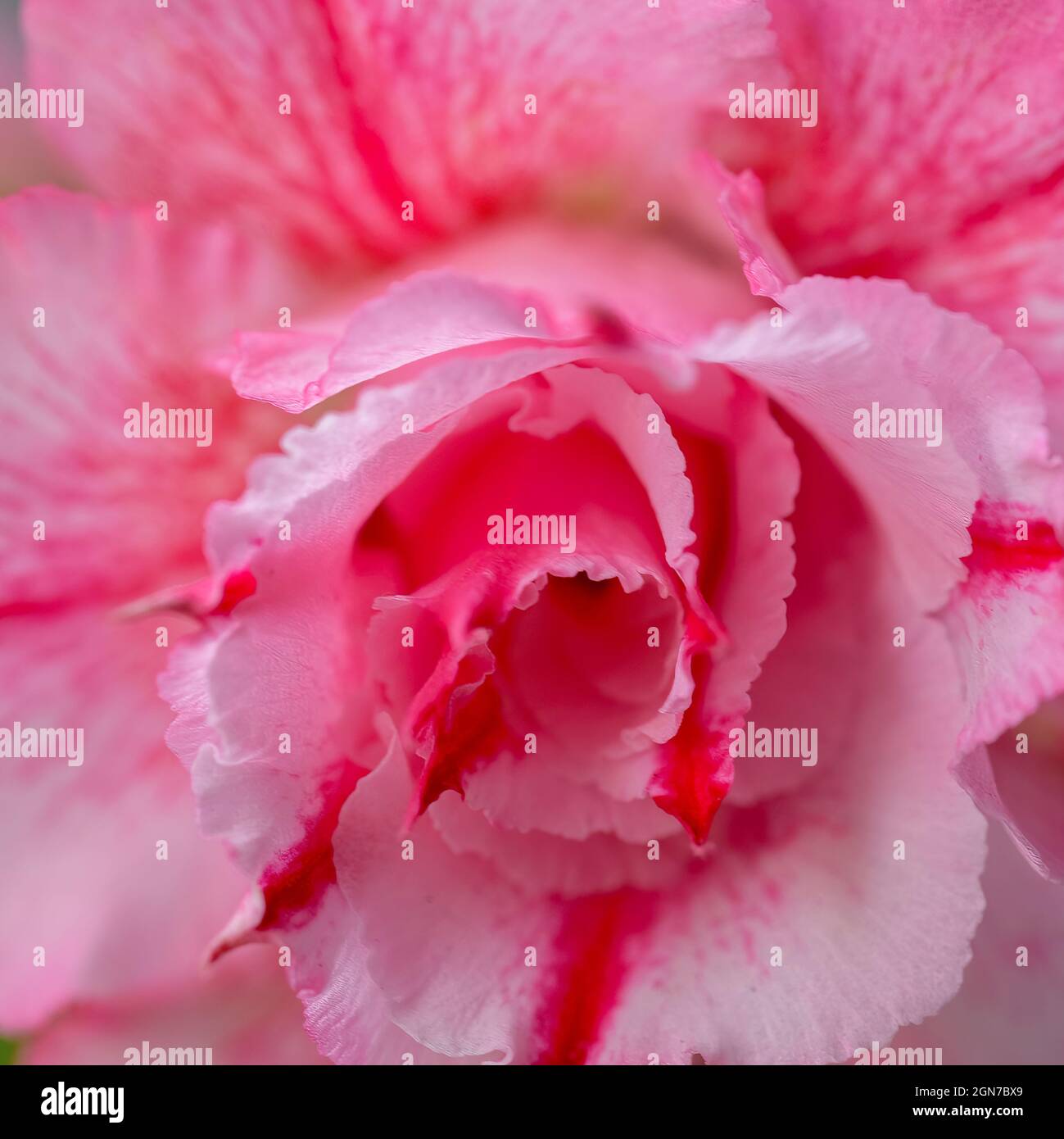 Belle fleur de rose délicate gros plan, macro.Fleurs parfumées rose pâle dans le jardin.Fond rose pastel, pétales de fleurs rouges. Banque D'Images
