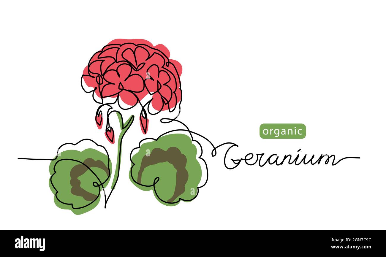 Géranium, fleur de pélargonium dessin d'art d'une ligne. Illustration de ligne vectorielle simple avec inscriptions de géranium organique Illustration de Vecteur