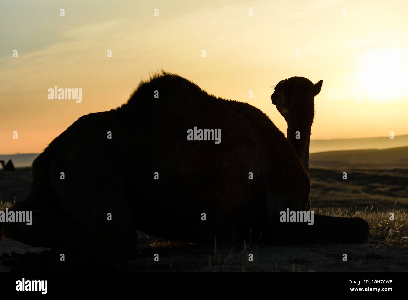 Silhouettes de chameaux dans le désert. Banque D'Images