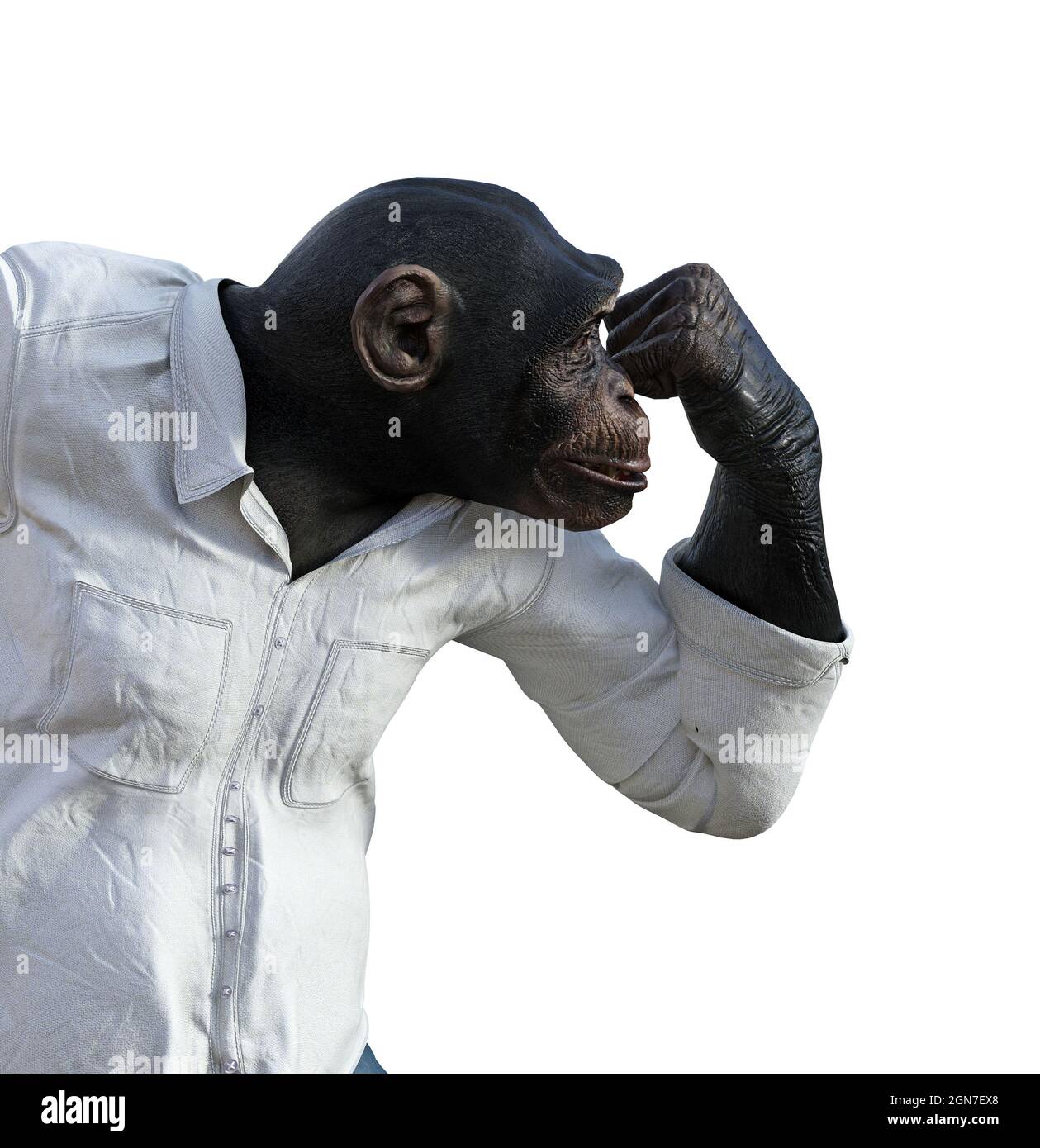 chimpanzee-funny-banque-de-photographies-et-d-images-haute-r-solution