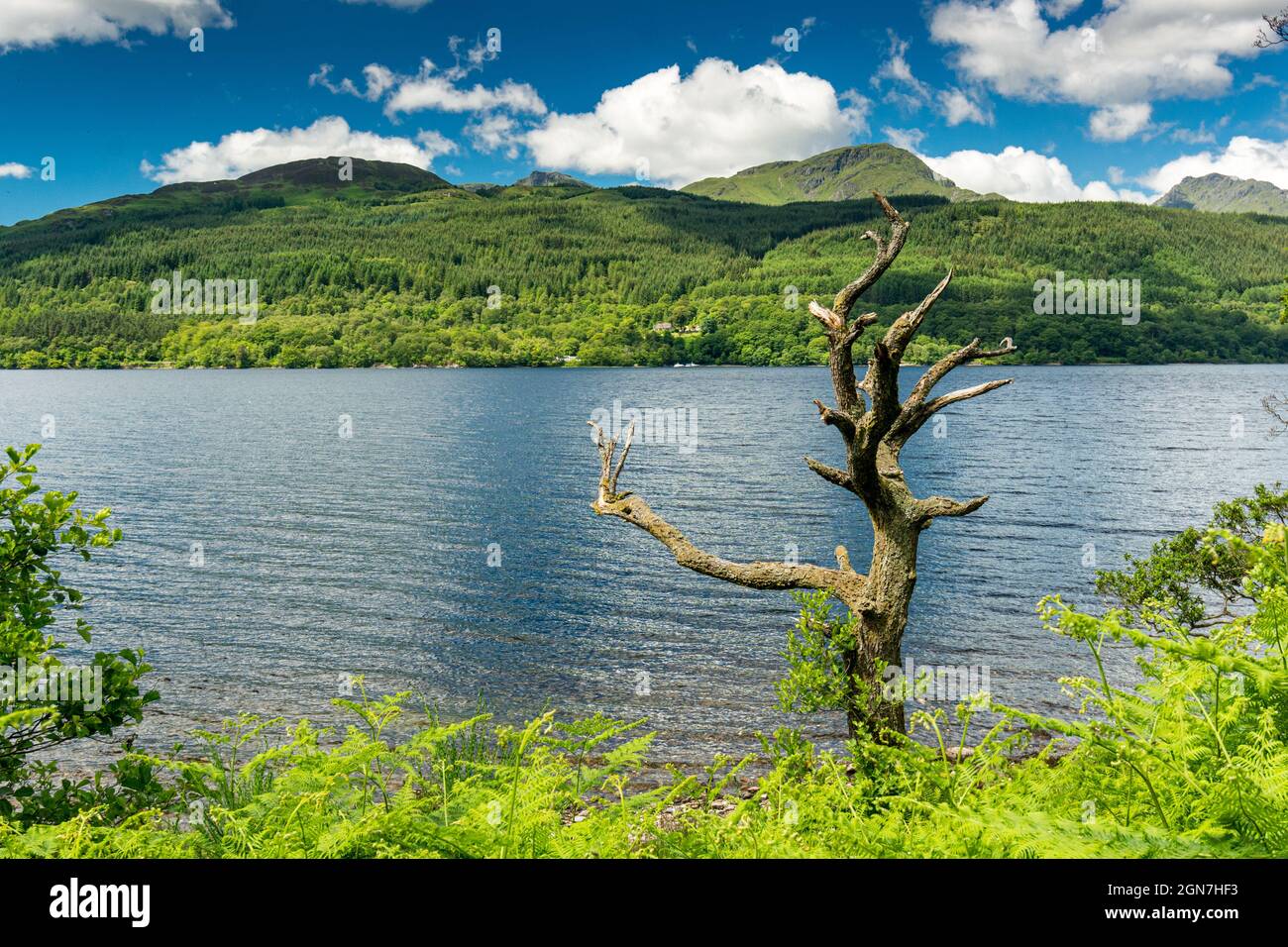 Le long de la West Highland Way en Écosse. Un arbre mort sur la rive du Loch Lomond Banque D'Images