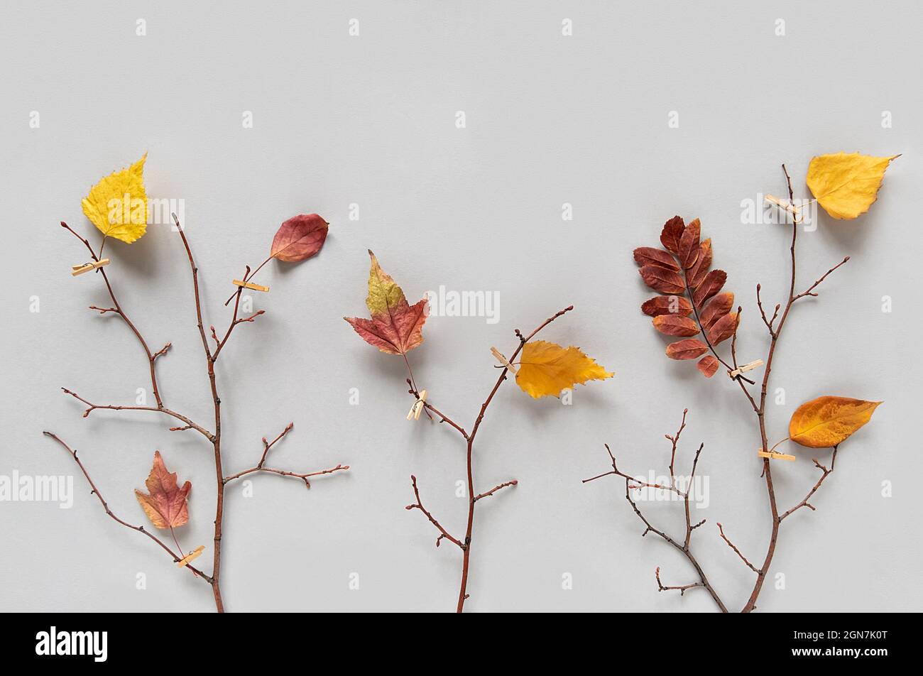 Concept d'automne créatif. Branches d'arbres avec des feuilles d'automne colorées sur des épingles à linge sur fond gris. Vue de dessus, Flat lay. Banque D'Images