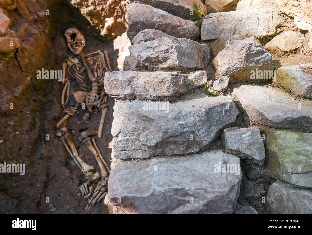 23 septembre 2021, Saxe-Anhalt, Zeitz : le squelette d'un homme du XIVe ou XVe siècle se trouve dans la salle de l'ancien frère de l'ancien monastère de Posa. Les archéologues ont également traversé les vestiges d'une deuxième église sur le site du monastère de Posa près de Zeitz. Jusqu'à présent, seule l'église du monastère avait été excavée. Une ancienne structure d'église avec une abside rectangulaire a maintenant été trouvée sous la chapelle du monastère. Le monastère bénédictin de Posa a été construit en 1114 et a pu être le noyau de la ville de Zeitz. En 1573, il a été dissous à la suite de la réforme. Photo: Hendrik S. Banque D'Images