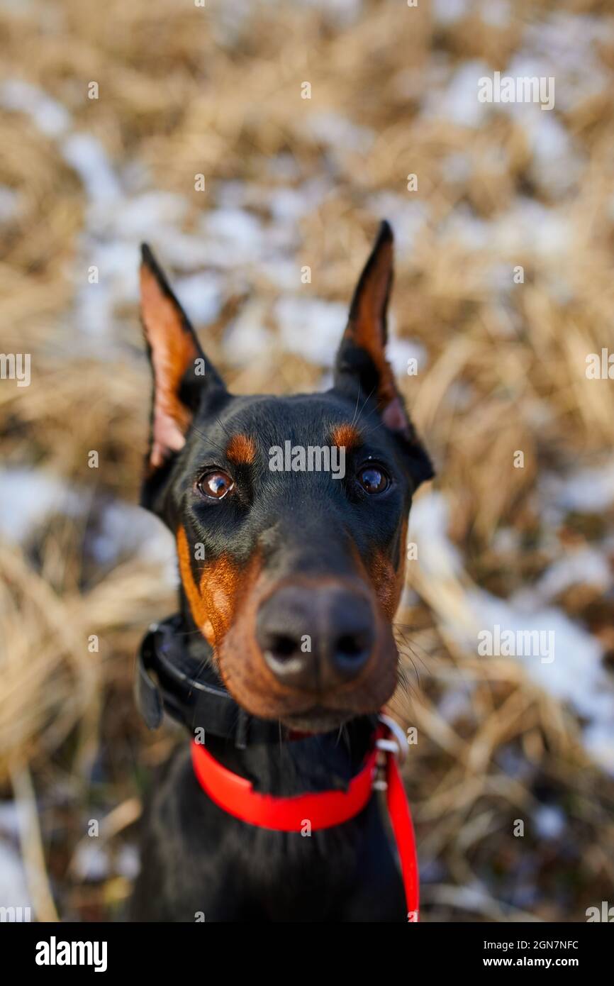 Portrait d'un chien Doberman Pinscher noir et brun avec des oreilles coupées  en position extérieure, gros plan Photo Stock - Alamy