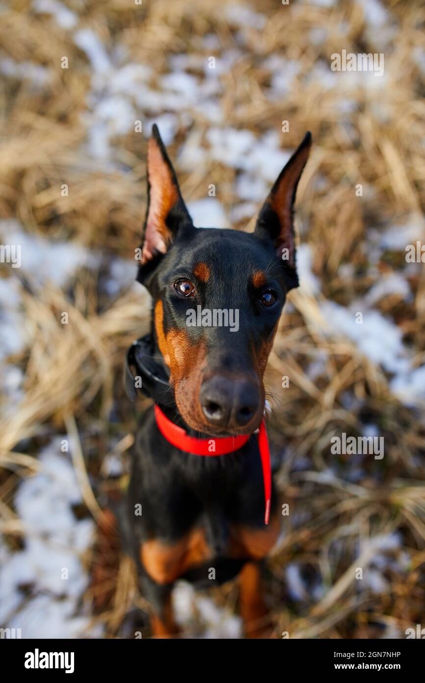 Portrait d'un chien Doberman Pinscher noir et brun avec des oreilles coupées  en position extérieure, gros plan Photo Stock - Alamy