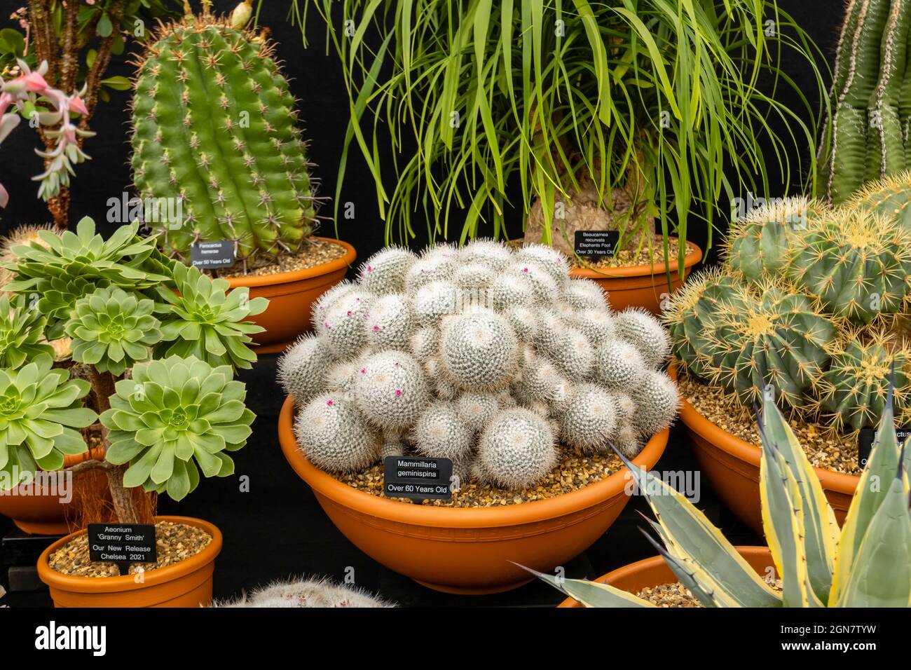 Exposition gagnante de la médaille d'or d'Ottershaw Cacti dans le Grand Pavillon du RHS Chelsea Flower Show, Royal Hospital Chelsea, Londres SW3, septembre 2021 Banque D'Images