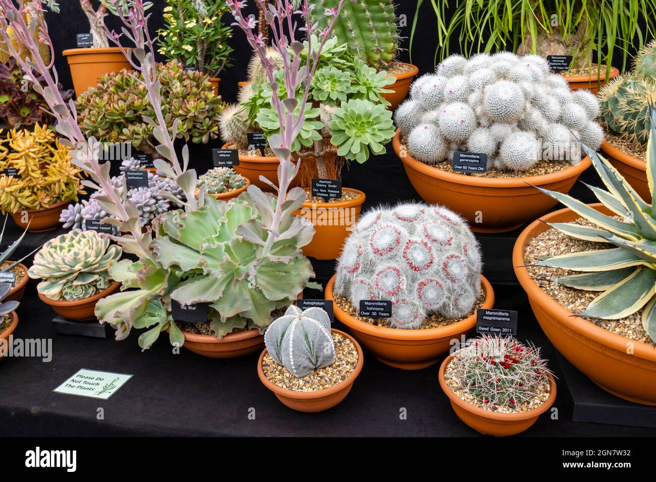 Exposition gagnante de la médaille d'or d'Ottershaw Cacti dans le Grand Pavillon du RHS Chelsea Flower Show, Royal Hospital Chelsea, Londres SW3, septembre 2021 Banque D'Images