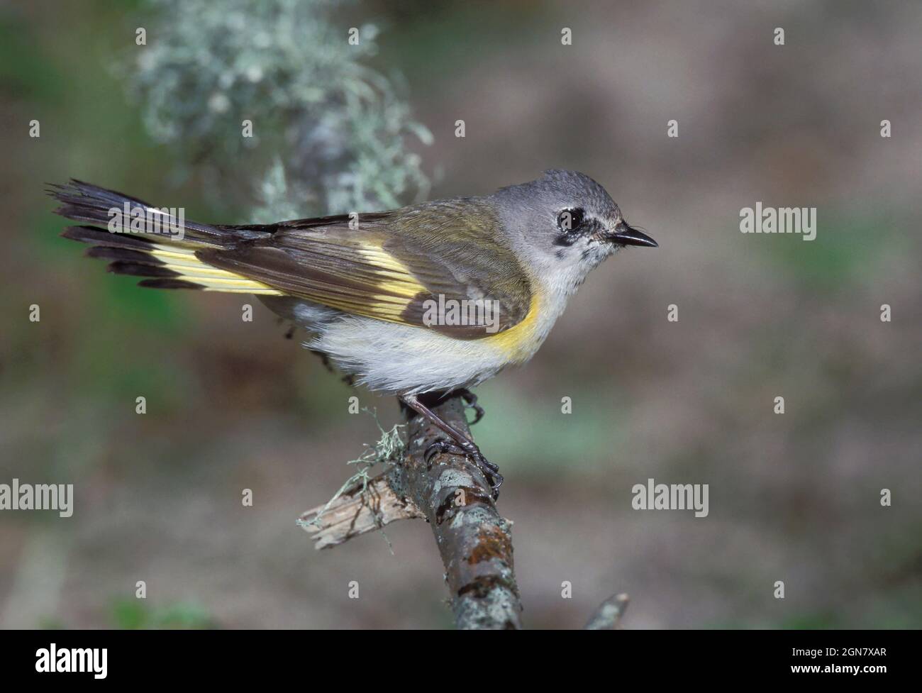 American Redstart - Setophaga ruticilla Banque D'Images