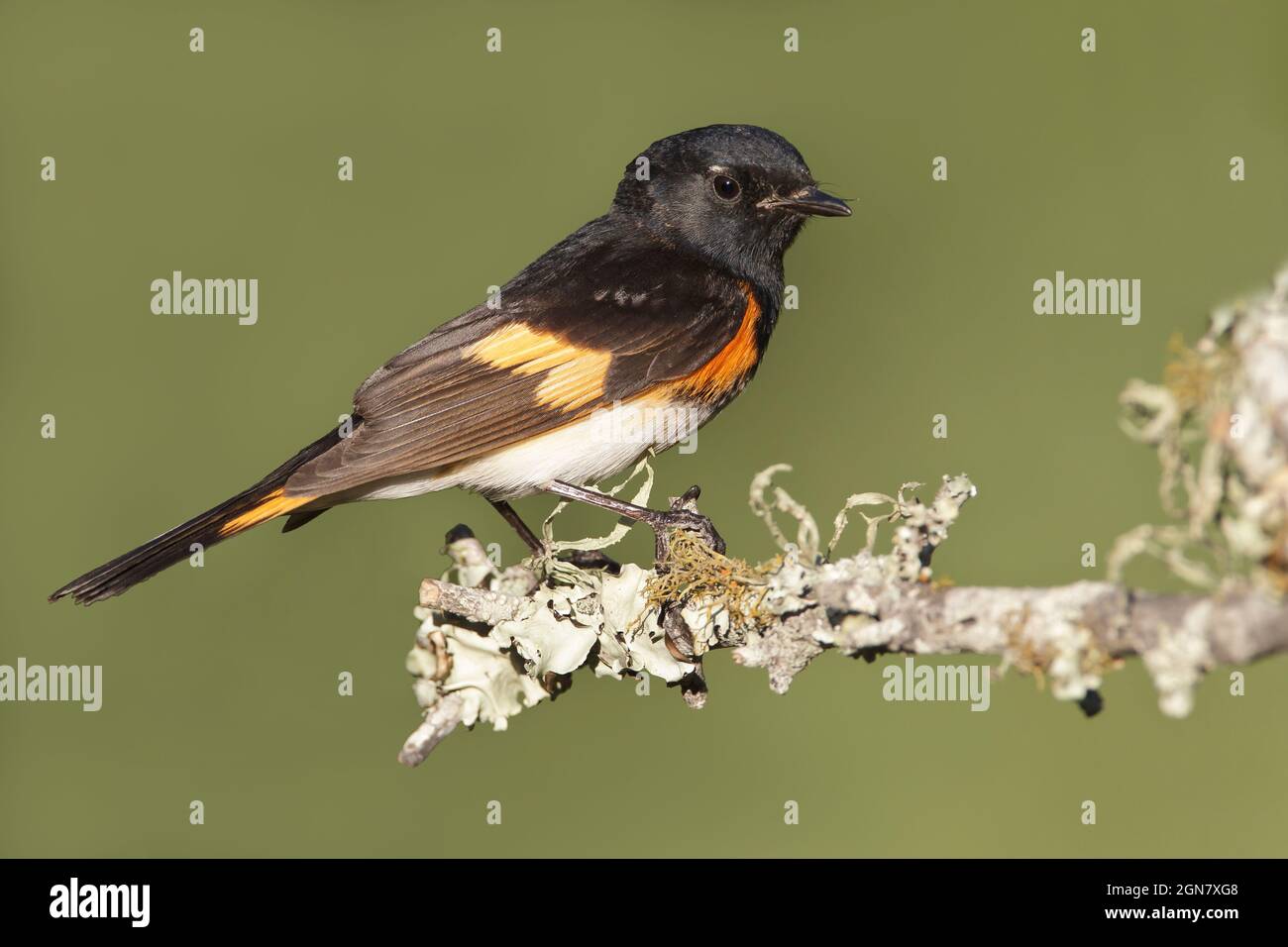 American Redstart - Setophaga ruticilla Banque D'Images