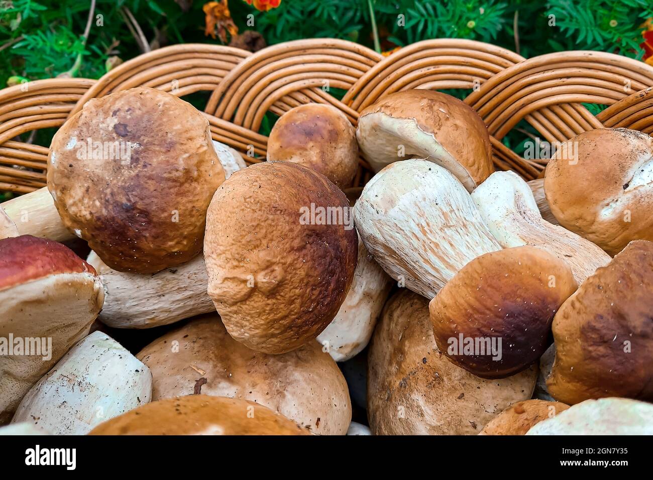 Champignons. Panier complet avec gros plan de champignons. Coup de pied de champignons Banque D'Images