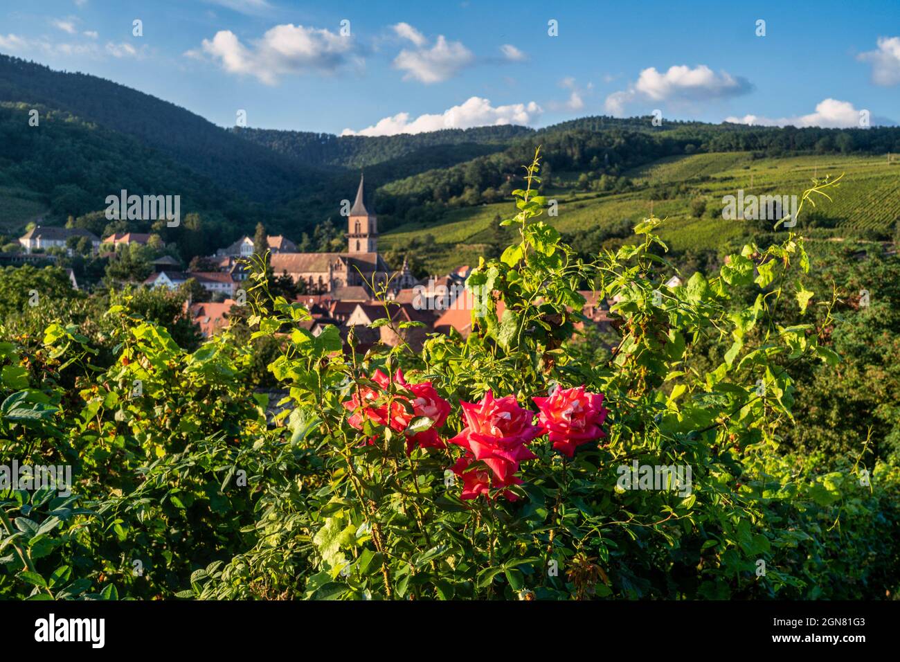 Blick auf Weinberge und die Kirche Saint Grégoire dans Ribeauville, Elssass, Frankreich, Europa Ribeauville, Département Haut-Rhin , Région Grand est, E Banque D'Images