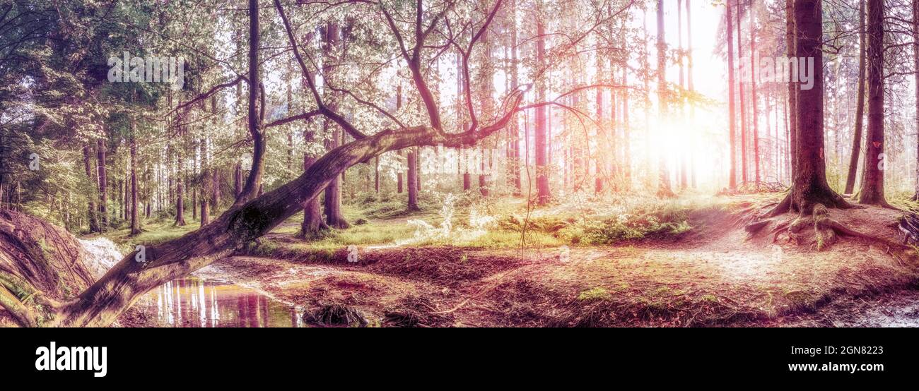 Forêt de rêve en automne avec un ruisseau calme et le soleil levant en arrière-plan Banque D'Images