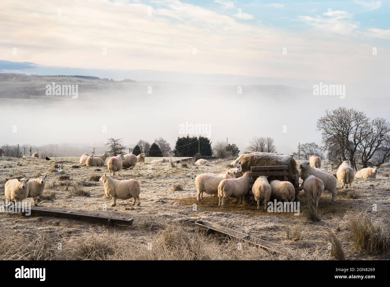 Moutons en hiver, parc national de Northumberland, Royaume-Uni, Banque D'Images