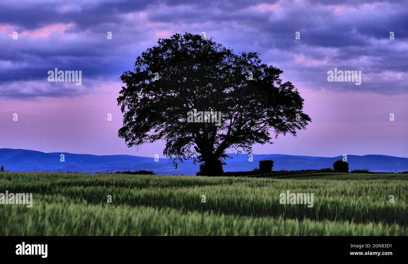 Violette et verte Banque D'Images