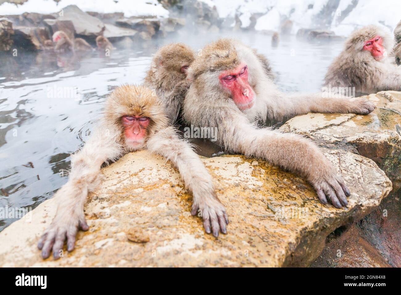 Groupe de singes à neige dormant dans une source chaude, au Japon. Banque D'Images