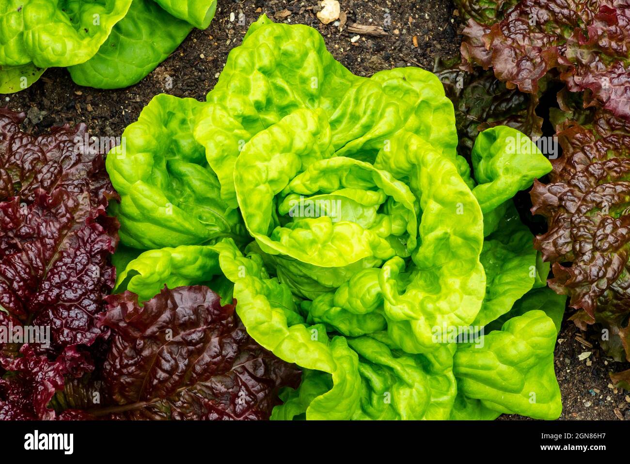 Vue sur une laitue qui pousse dans un potager. Banque D'Images