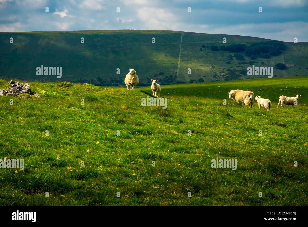 Moutons broutant dans les champs près de Castleton dans le parc national de Peak District Derbyshire Angleterre Royaume-Uni Banque D'Images