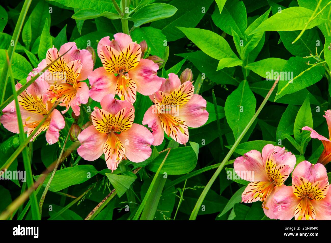 Alstroemeria, ou Lily péruvienne ou Lily des Incas, est un genre de plantes à fleurs de la famille des Alstroemeriaceae indigènes de l'Amérique du Sud. Banque D'Images