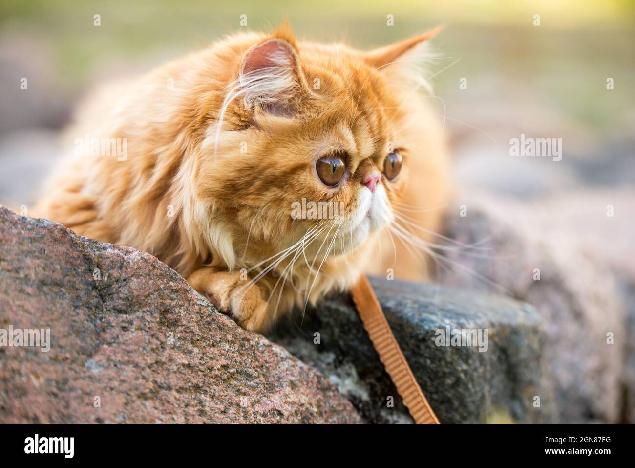 Gros Plan De Chat Persan Rouge Avec De Grands Yeux Ronds Orange Photo Stock Alamy