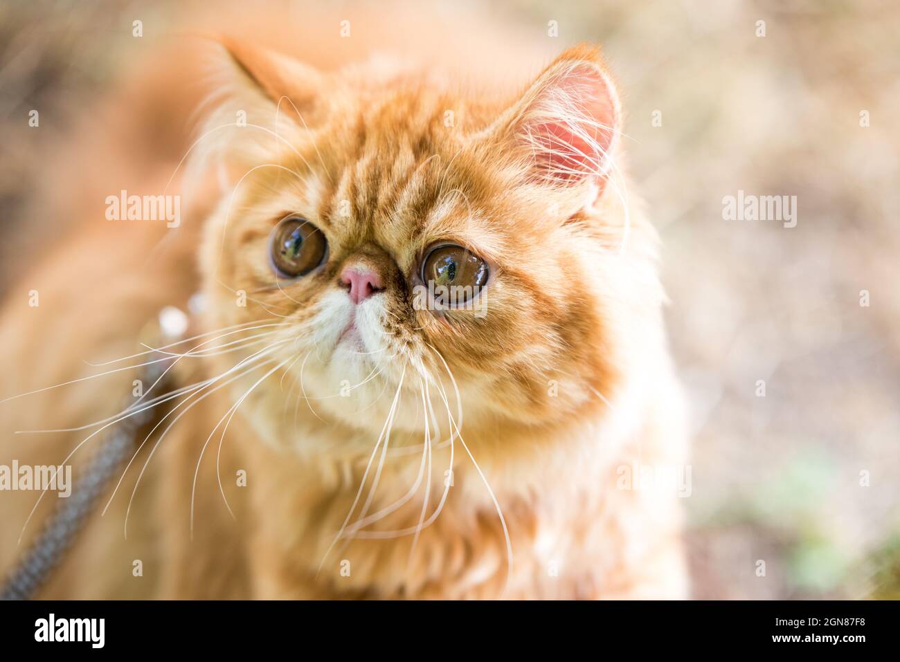 Portrait De Chat Persan Rouge Drole Avec Une Laisse Marchant Dans La Cour Photo Stock Alamy