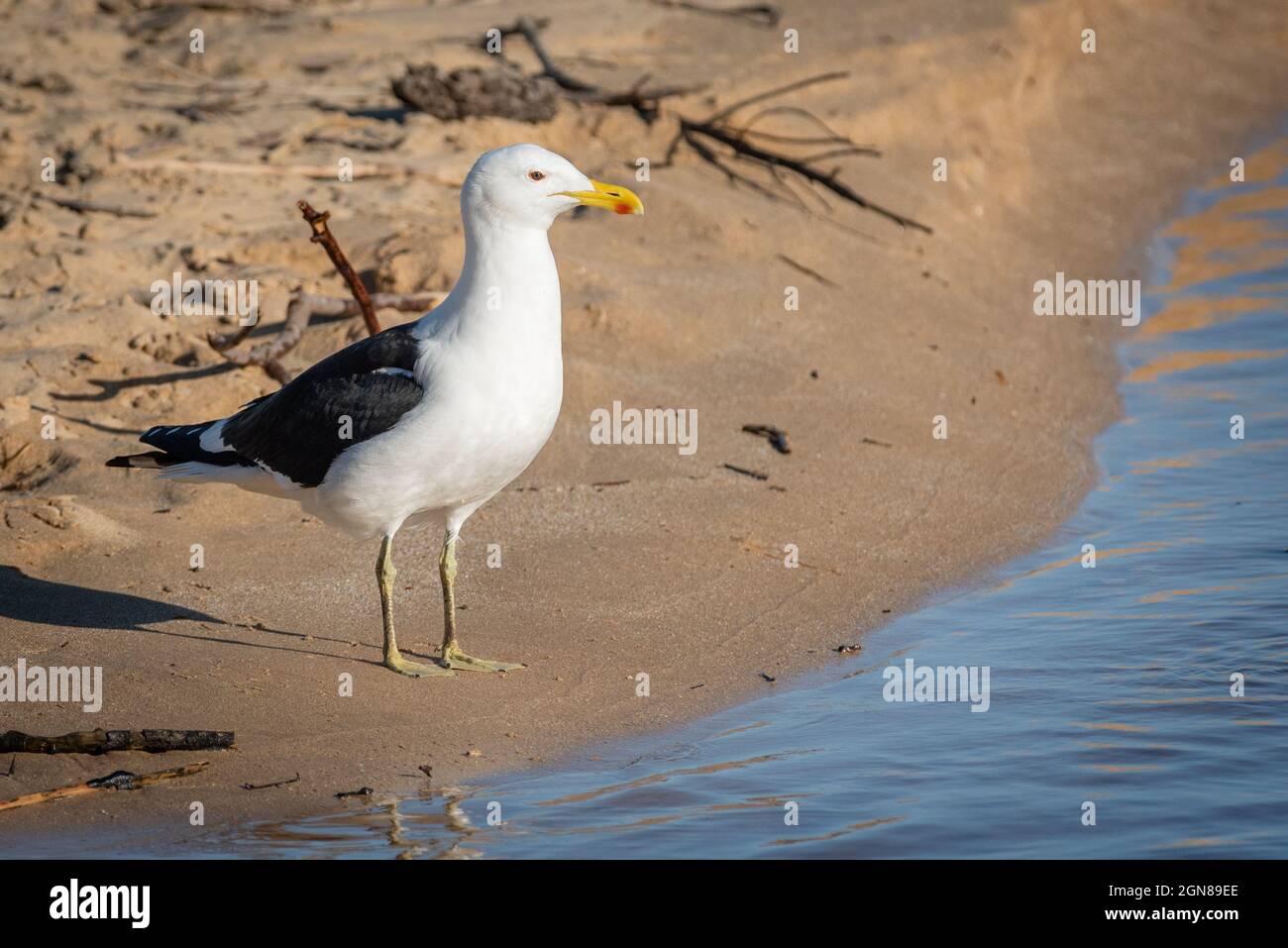 Kelp Goll, Larus dominicanus, Port Alfred, Eastern Cape, Afrique du Sud, 21 août 2021. Banque D'Images