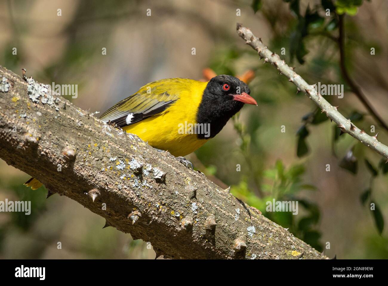 Un Oriole à tête noire, Oriolus larvatus, adulte à Grahamstown/Makhanda, province du Cap oriental, Afrique du Sud, 20 août 2021. Banque D'Images