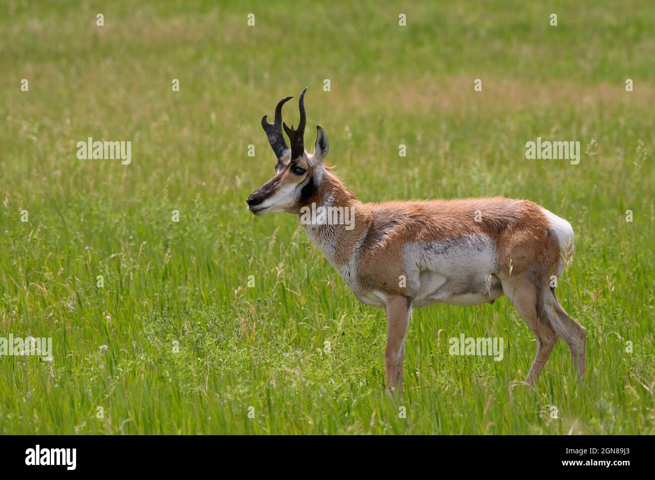 Pronghorn Buck, route de la réserve d'animaux du parc national Custer, Black Hills, Dakota du Sud. Banque D'Images