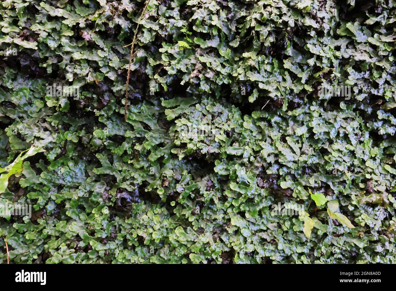 Végétation typique des Açores, île de Sao Miguel, Açores Banque D'Images