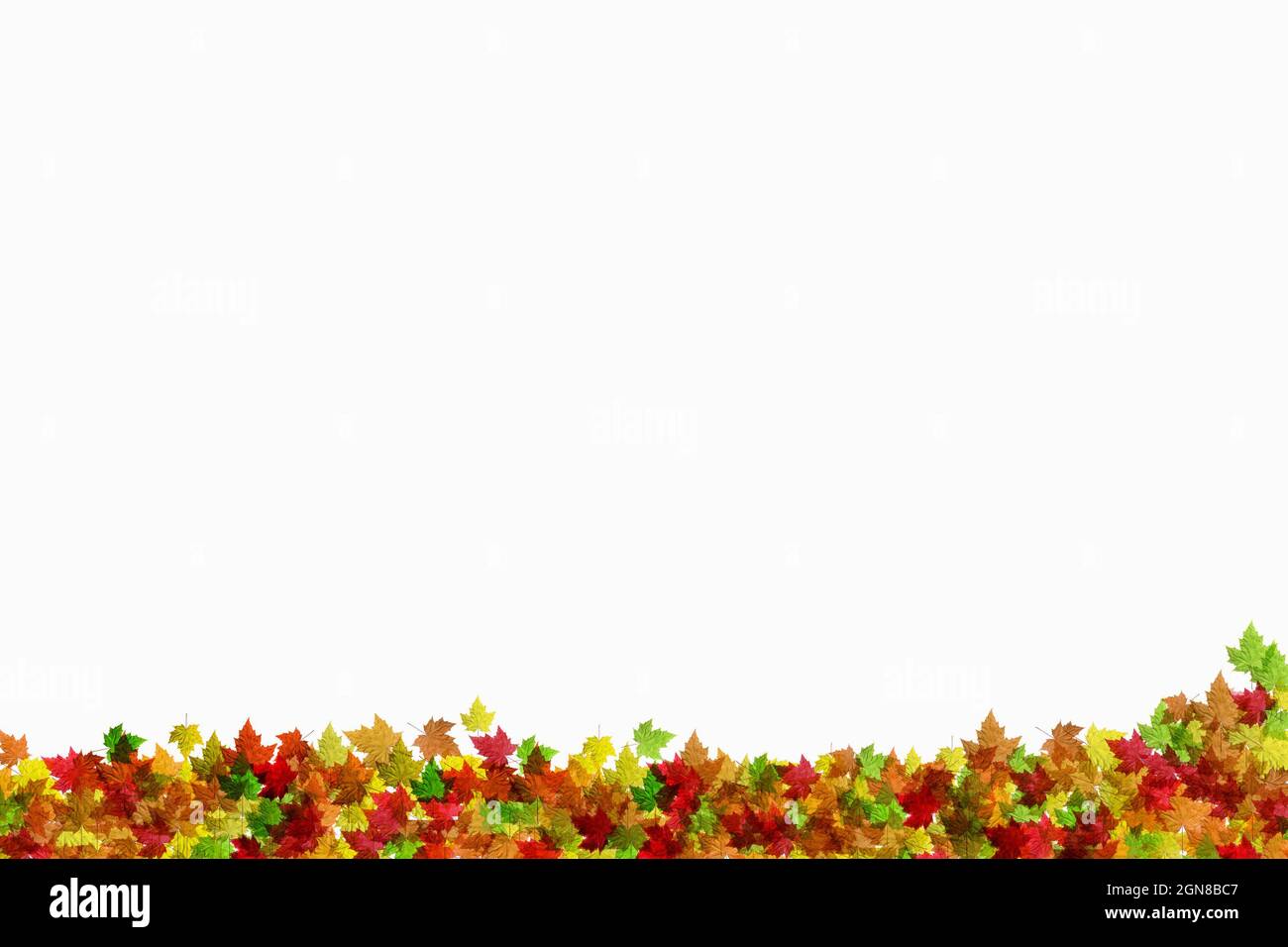 Coloré multicolore feuilles d'automne bordure au bas de la page sur un fond blanc avec espace de copie publicitaire pour placer yuor propre texte Banque D'Images