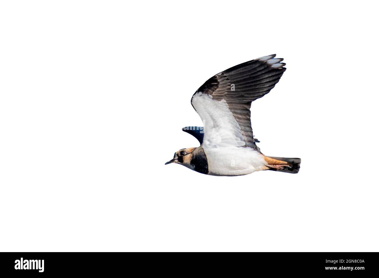 Lapwing Vanellus Vanellus en vol une découpe sur fond blanc Banque D'Images
