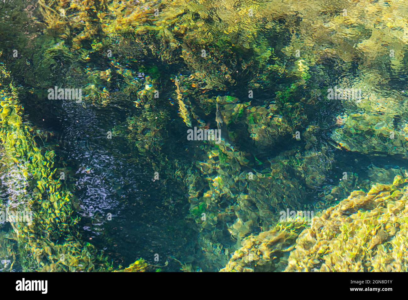 La Source de la rivière Beze émerge d'une source souterraine, Beze, Côte-d'Or, Bourgogne, Bourgogne-Franche-Comté, France. Banque D'Images