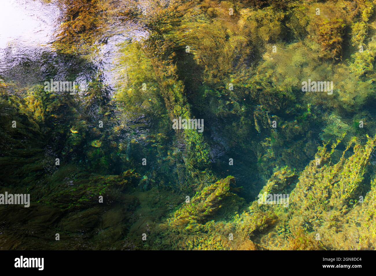 La Source de la rivière Beze émerge d'une source souterraine, Beze, Côte-d'Or, Bourgogne, Bourgogne-Franche-Comté, France. Banque D'Images