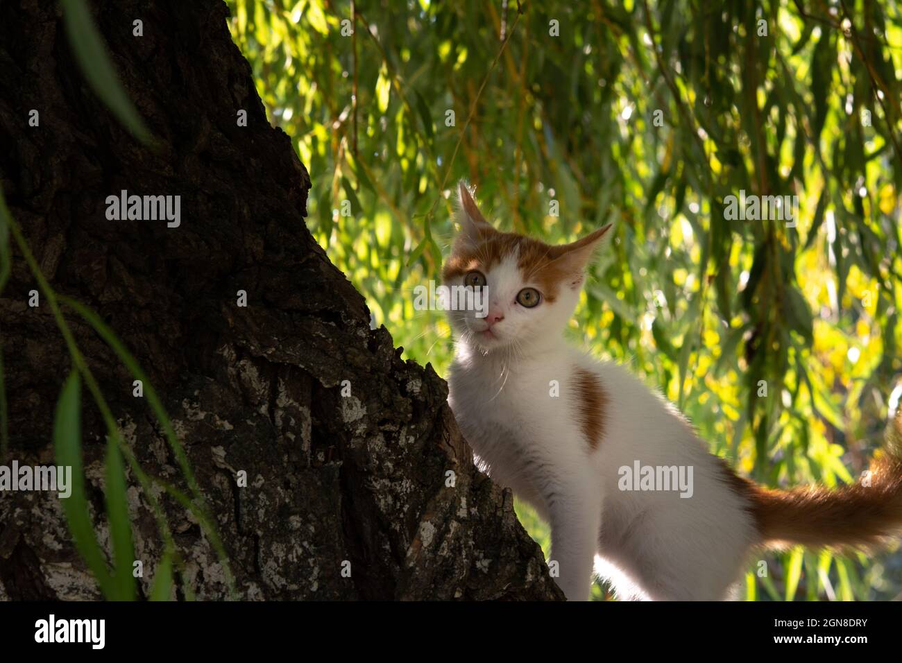 Le chaton blanc-rouge est assis sur un saule et regarde dans l'objectif de l'appareil photo Banque D'Images