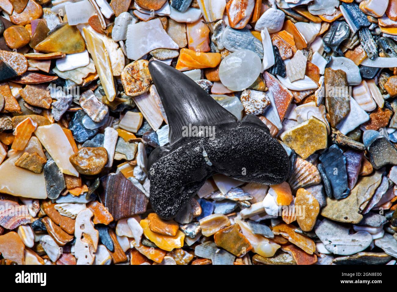 Dent de requin d'Eocène fossile sur la tideline / strandline de plage à marée basse le long de la côte de la mer du Nord à Zwin, Knokke-Heist, Flandre Occidentale, Belgique Banque D'Images