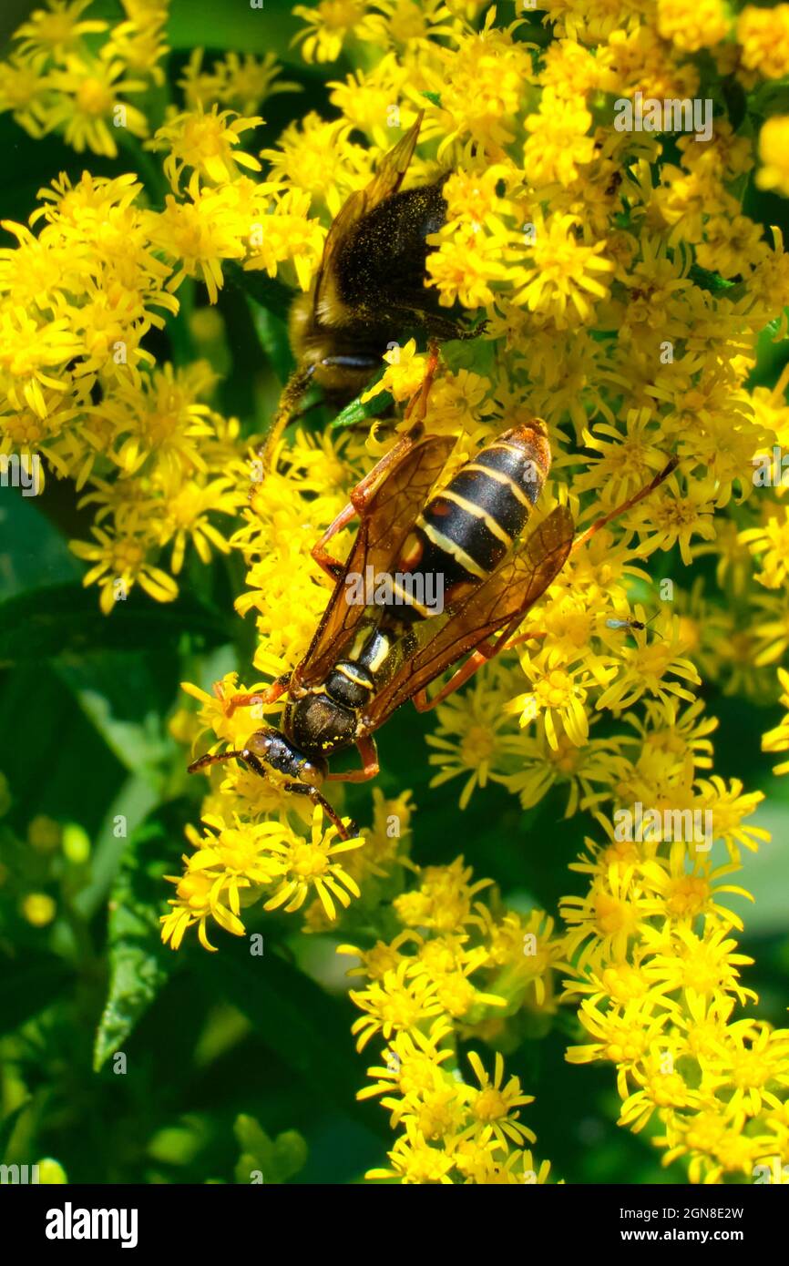 La guêpe de papier du Nord partage les fleurs sauvages jaunes avec quelques autres insectes Banque D'Images