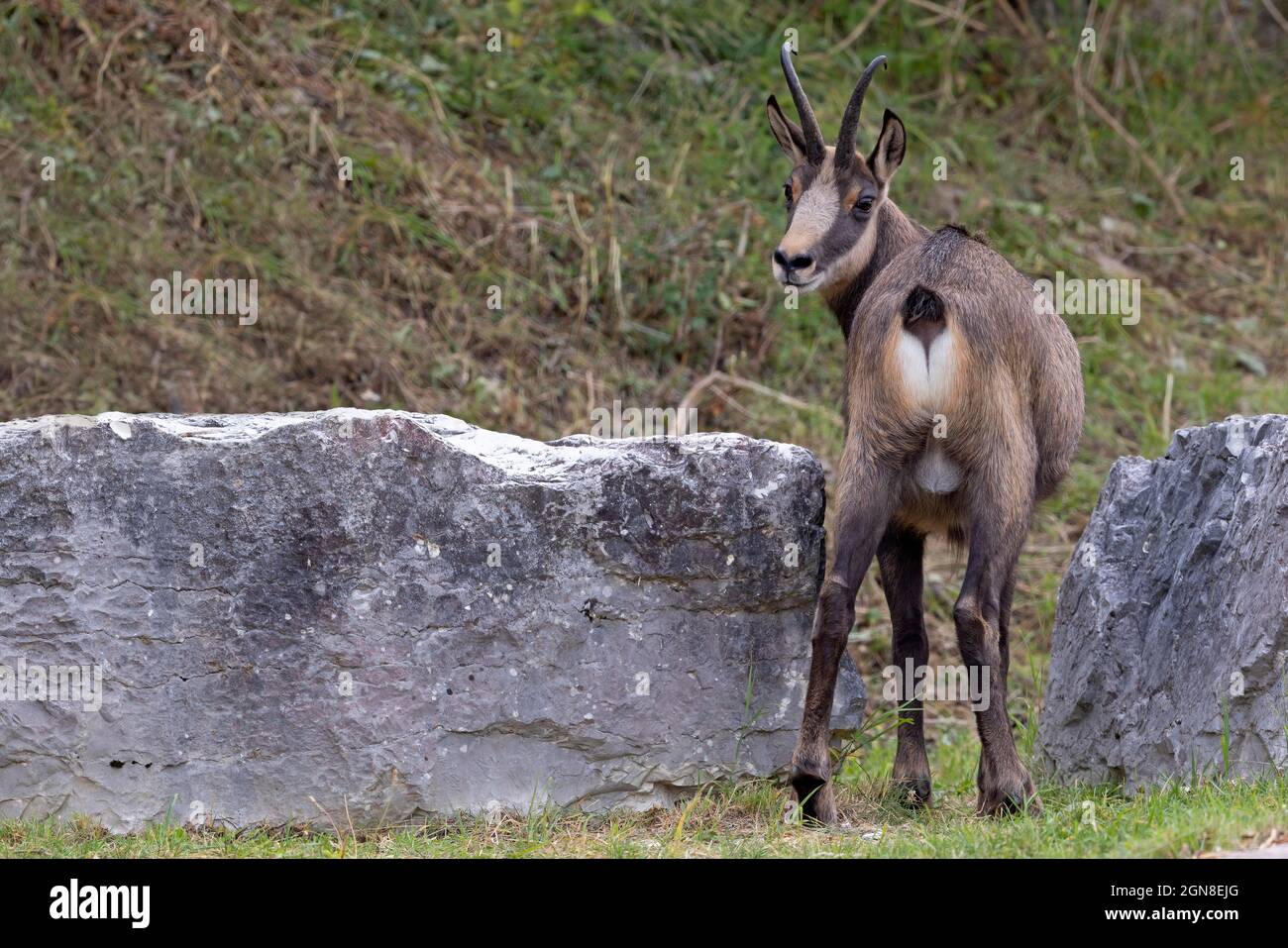 Alpine Chamois, Monte Grappa (VI), Italie, septembre 2021 Banque D'Images