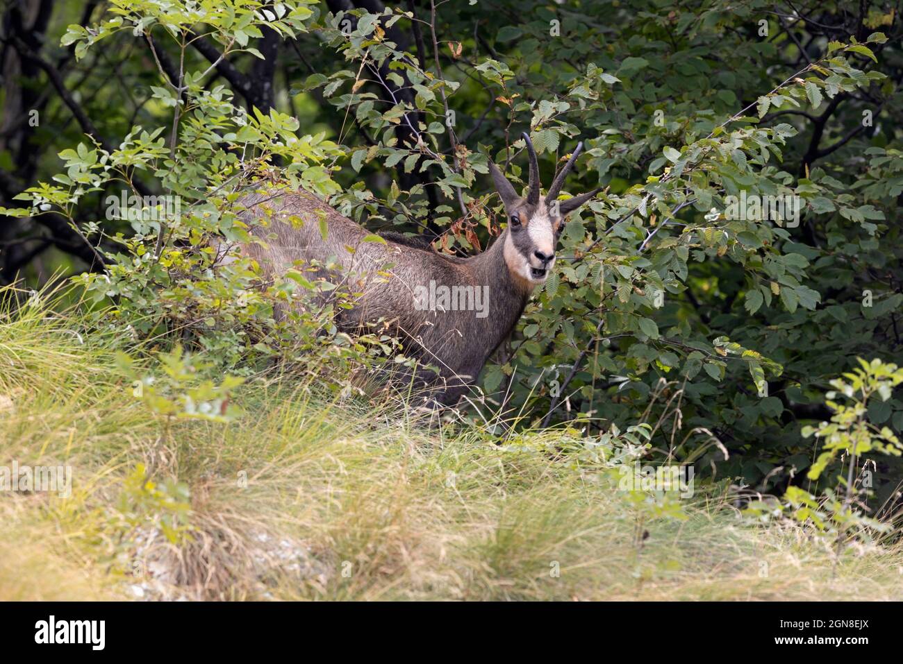 Alpine Chamois, Monte Grappa (VI), Italie, septembre 2021 Banque D'Images