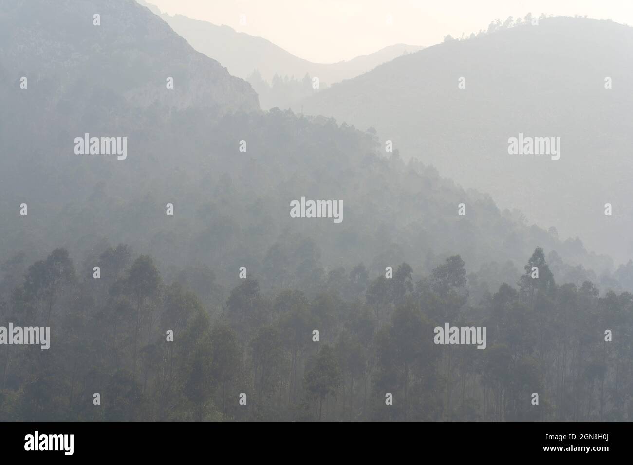 Paysage naturel avec forêts et montagnes avec brouillard Banque D'Images