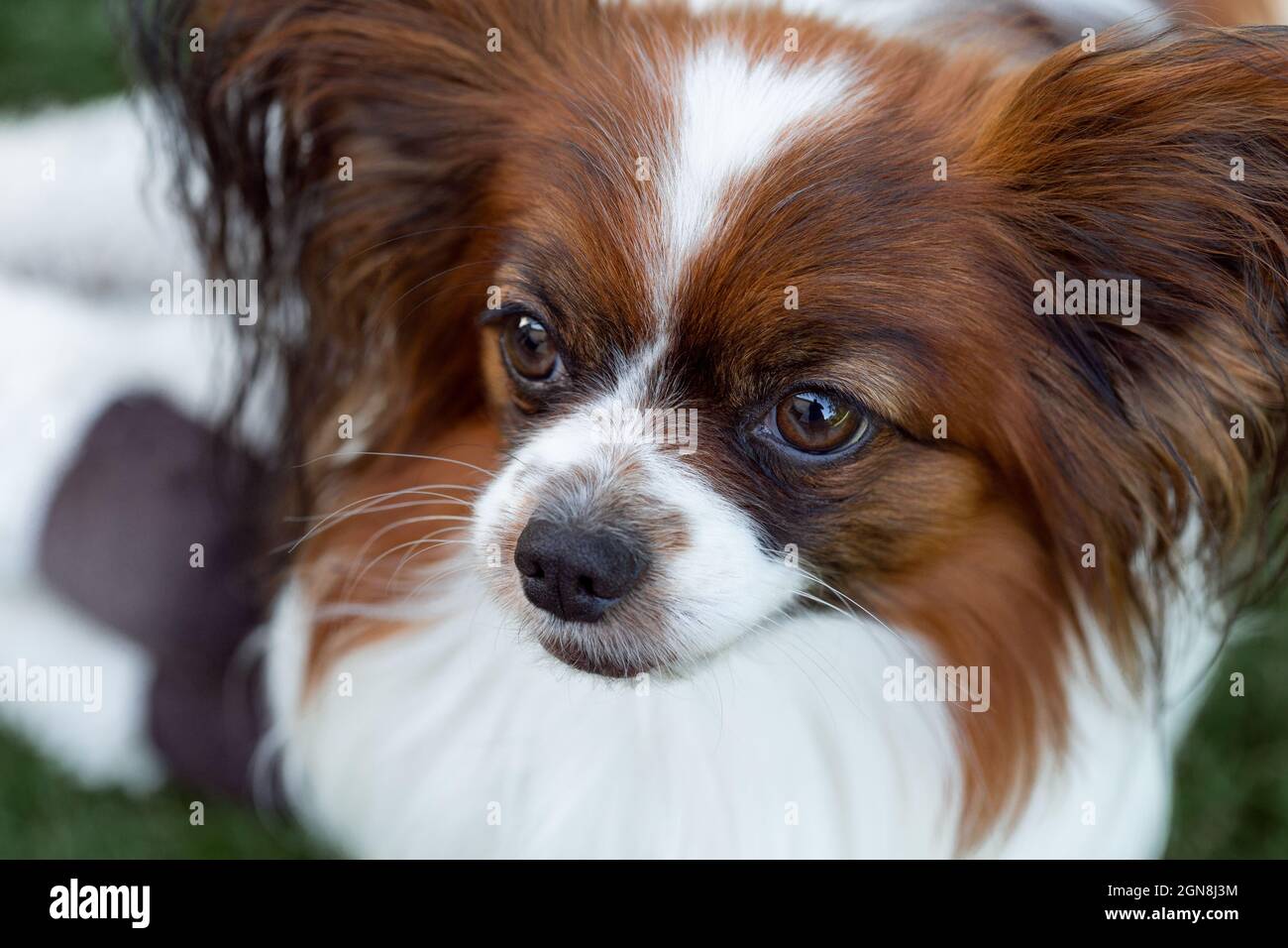 Portrait de chien papillon. Chien de spaniel continental de race pure, regardez à côté Banque D'Images